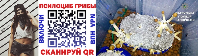 Купить закладки  Касимов  Псилоцибиновые грибы прущие грибы 